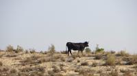 Doñana (33) &ndash; &copy; Francisco Javier Burgos Gutierrez (Eberhardt TRAVEL)