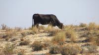 Doñana (34) &ndash; &copy; Francisco Javier Burgos Gutierrez (Eberhardt TRAVEL)