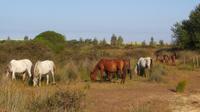Doñana (37) &ndash; &copy; Francisco Javier Burgos Gutierrez (Eberhardt TRAVEL)