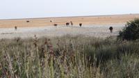 Doñana (38) &ndash; &copy; Francisco Javier Burgos Gutierrez (Eberhardt TRAVEL)