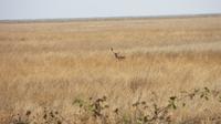 Doñana (39) &ndash; &copy; Francisco Javier Burgos Gutierrez (Eberhardt TRAVEL)