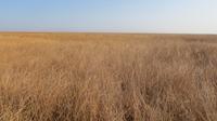 Doñana (41) &ndash; &copy; Francisco Javier Burgos Gutierrez (Eberhardt TRAVEL)