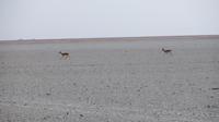 Doñana (42) &ndash; &copy; Francisco Javier Burgos Gutierrez (Eberhardt TRAVEL)