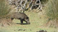 Doñana (45) &ndash; &copy; Francisco Javier Burgos Gutierrez (Eberhardt TRAVEL)