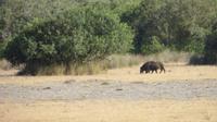 Doñana (51) &ndash; &copy; Francisco Javier Burgos Gutierrez (Eberhardt TRAVEL)