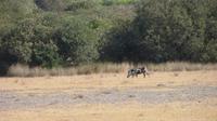 Doñana (52) &ndash; &copy; Francisco Javier Burgos Gutierrez (Eberhardt TRAVEL)