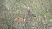 Doñana (60) &ndash; &copy; Francisco Javier Burgos Gutierrez (Eberhardt TRAVEL)