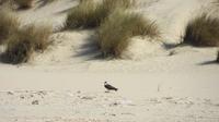 Doñana (70) &ndash; &copy; Francisco Javier Burgos Gutierrez (Eberhardt TRAVEL)