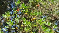 Doñana (78) &ndash; &copy; Francisco Javier Burgos Gutierrez (Eberhardt TRAVEL)