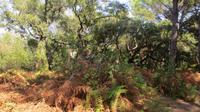 Doñana (81) &ndash; &copy; Francisco Javier Burgos Gutierrez (Eberhardt TRAVEL)