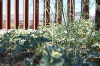 Fenchel und 