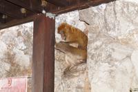 Makake &ndash; &copy; Andreas Böcker (Eberhardt TRAVEL)