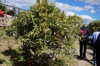 Finca Juanito Orange