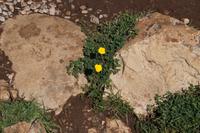 Torcal, Butterblume  &ndash; &copy; Andreas Böcker (Eberhardt TRAVEL)