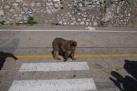 Alphamännchen?  &ndash; &copy; Andreas Böcker (Eberhardt TRAVEL)