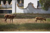 Rotwild, Kuh und Kalb, Coto de Doñana &ndash; &copy; Andreas Böcker (Eberhardt TRAVEL)