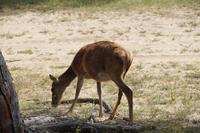 RotwildKuh, Coto de Doñana &ndash; &copy; Andreas Böcker (Eberhardt TRAVEL)