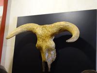 Ronda (6) &ndash; &copy; Francisco Javier Burgos Gutierrez (Eberhardt TRAVEL)