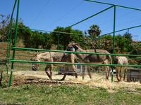 Juanito Orange (5) &ndash; &copy; Francisco Javier Burgos Gutierrez (Eberhardt TRAVEL)