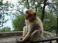 Gibraltar (22) &ndash; &copy; Francisco Javier Burgos Gutierrez (Eberhardt TRAVEL)