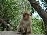 Gibraltar (23) &ndash; &copy; Francisco Javier Burgos Gutierrez (Eberhardt TRAVEL)