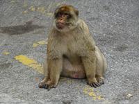 Gibraltar (24) &ndash; &copy; Francisco Javier Burgos Gutierrez (Eberhardt TRAVEL)