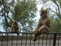 Gibraltar (25) &ndash; &copy; Francisco Javier Burgos Gutierrez (Eberhardt TRAVEL)