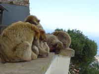 Gibraltar (28) &ndash; &copy; Francisco Javier Burgos Gutierrez (Eberhardt TRAVEL)