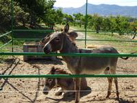 Juanito Orange (8) &ndash; &copy; Francisco Javier Burgos Gutierrez (Eberhardt TRAVEL)