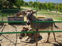Juanito Orange (9) &ndash; &copy; Francisco Javier Burgos Gutierrez (Eberhardt TRAVEL)