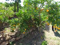 Juanito Orange (10) &ndash; &copy; Francisco Javier Burgos Gutierrez (Eberhardt TRAVEL)