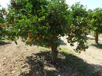 Juanito Orange (15) &ndash; &copy; Francisco Javier Burgos Gutierrez (Eberhardt TRAVEL)