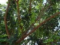 Juanito Orange (16) &ndash; &copy; Francisco Javier Burgos Gutierrez (Eberhardt TRAVEL)