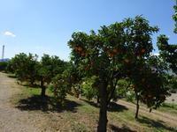 Juanito Orange (18) &ndash; &copy; Francisco Javier Burgos Gutierrez (Eberhardt TRAVEL)