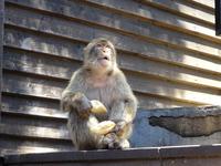 Gibraltar (20) &ndash; &copy; Francisco Javier Burgos Gutierrez (Eberhardt TRAVEL)