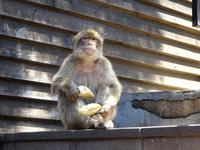 Gibraltar (21) &ndash; &copy; Francisco Javier Burgos Gutierrez (Eberhardt TRAVEL)