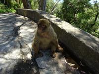 Gibraltar (23) &ndash; &copy; Francisco Javier Burgos Gutierrez (Eberhardt TRAVEL)