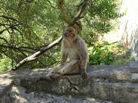 Gibraltar (24) &ndash; &copy; Francisco Javier Burgos Gutierrez (Eberhardt TRAVEL)