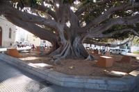 Ficus in Cádiz - beeindruckend besonders die Äste (Playa de la Caleta, Wirtschaftswiss. Fakultät der Universidad de Cádiz) &ndash; &copy; Andreas Böcker (Eberhardt TRAVEL)