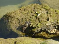 Isla Cristina (17) &ndash; &copy; Francisco Javier Burgos Gutierrez (Eberhardt TRAVEL)