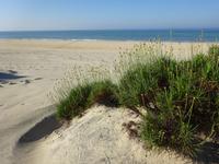 Donana (2) &ndash; &copy; Francisco Javier Burgos Gutierrez (Eberhardt TRAVEL)
