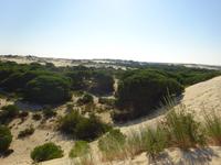 Donana (5) &ndash; &copy; Francisco Javier Burgos Gutierrez (Eberhardt TRAVEL)