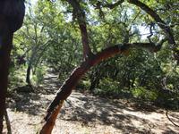 Castano del Robledo (13) &ndash; &copy; Francisco Javier Burgos Gutierrez (Eberhardt TRAVEL)
