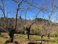Castano del Robledo (22) &ndash; &copy; Francisco Javier Burgos Gutierrez (Eberhardt TRAVEL)