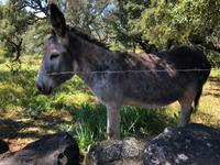 Linares (11) &ndash; &copy; Francisco Javier Burgos Gutierrez (Eberhardt TRAVEL)