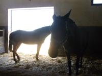 Jerez_Real Tesoro_Reitstall &ndash; &copy; Grit Wendelberger (Eberhardt TRAVEL)