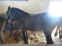 Jerez_Real Tesoro_Reitstall &ndash; &copy; Grit Wendelberger (Eberhardt TRAVEL)