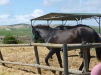 Jerez_Real Tesoro_Reitstall &ndash; &copy; Grit Wendelberger (Eberhardt TRAVEL)