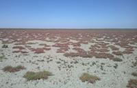 Ausgetrocknetes Feuchtgebiet im Nationalpark Coto de Doñana &ndash; &copy; Maren Walter (Eberhardt TRAVEL)