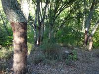 Sierra de Aracena (7) &ndash; &copy; Francisco Javier Burgos Gutierrez (Eberhardt TRAVEL)